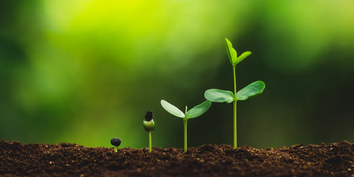 Plant Growing