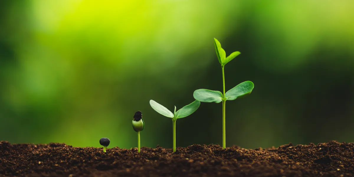 Plant Growing