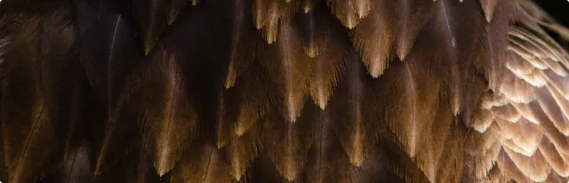 Bald Eagle Feathers Pattern
