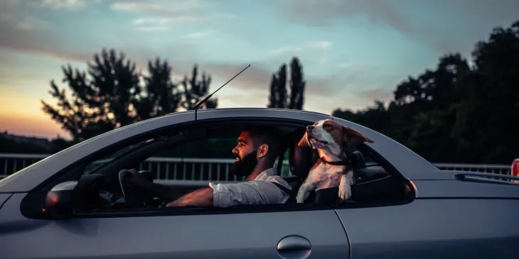 Dog Enjoying Car Ride