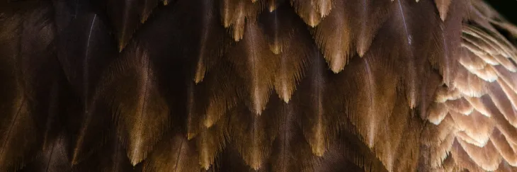 Bald Eagle Feathers Pattern