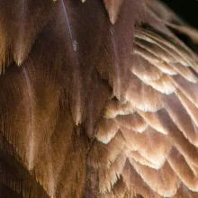 Bald Eagle Feathers Pattern